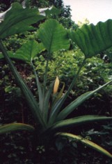 'Ape Flower Essence