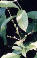 Ayahuasca Flower Essence