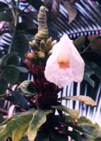 Crepe Ginger Flower Essence