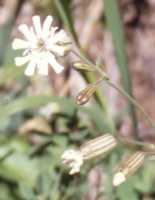 Douglas' Campion Flower Essence