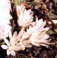 Dwarf Onion Flower Essence