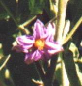 Eggplant Flower Essence