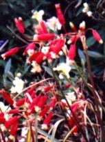 Firecracker Flower Essence