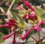 Four O'Clock Flower Essence