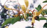 Giant Burmese Honeysuckle Flower Essence