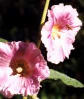Hollyhock Flower Essence