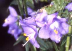 Jacob's Ladder Flower Essence