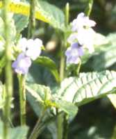 Jamaica Vervain Flower Essence