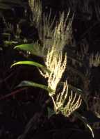 Japanese Knotweed Flower Essence