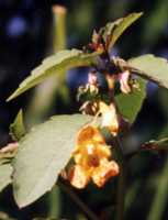 Jewelweed Flower Essence