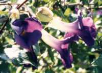 King's Mantle Flower Essence