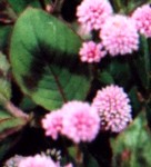 Lady's Thumb Flower Essence