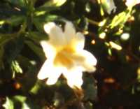 Large Flowered Monkeyflower Essence