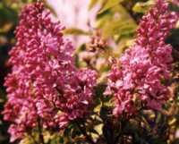 Lilac Flower Essence