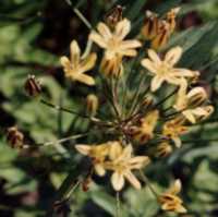 Mountain Pretty Face Flower Essence
