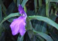 Nepali Ginger Flower Essence
