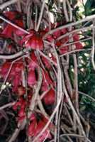 New Guinea Creeper Flower Essence