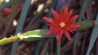 Orchid Cactus Flower Essence