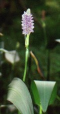 PICKEREL WEED Flower Essence