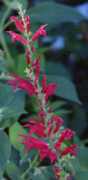 Pineapple Sage Flower Essence
