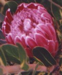 PINK PROTEA Flower Essence