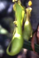 Pitcher Plant Flower Essence