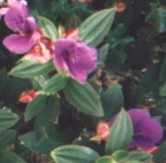 PRINCESS FLOWER Flower Essence