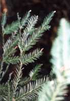 Redwood Flower Essence