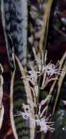 Sansevieria Flower Essence