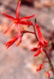 SCARLET GILIA Flower Essence