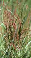 Sheep Sorrel Flower Essence