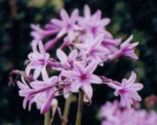 Society Garlic Flower Essence