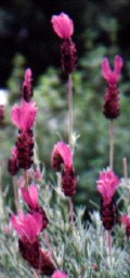 SPANISH LAVENDER Flower Essence