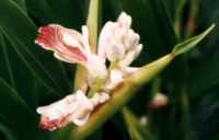 Spice Ginger Flower Essence