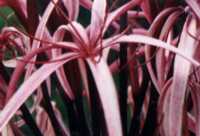 Spider Lily Flower Essence