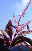 Ti Plant Flower Essence
