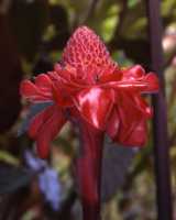 Torch Ginger Flower Essence