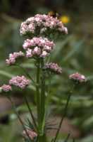 Valerian Flower Essence