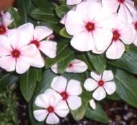 Vinca Rosea Flower Essence