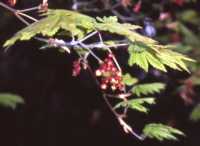 Vine Maple Flower Essence