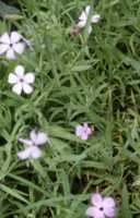 Viscaria Flower Essence